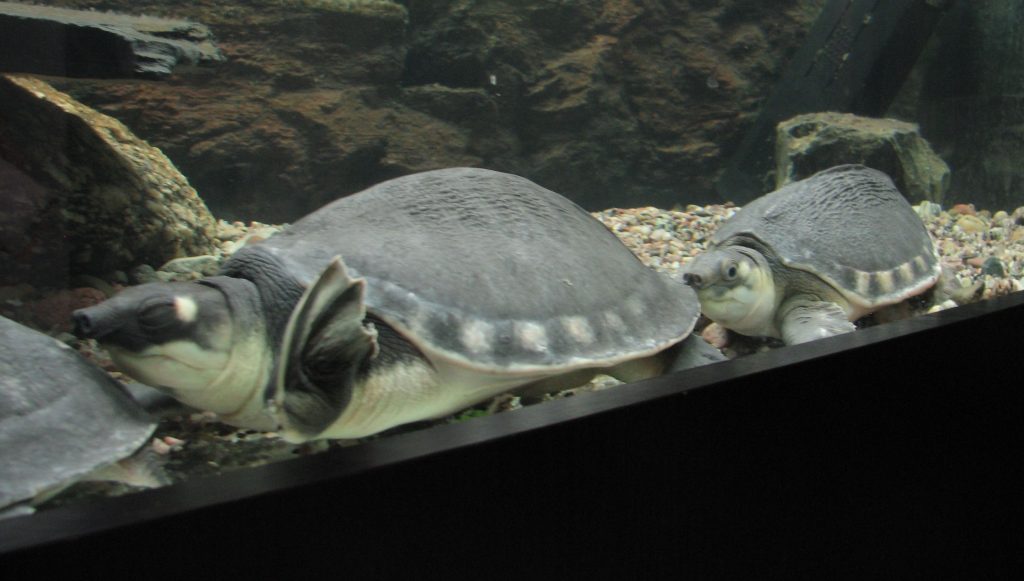 Pig-Nosed Turtle