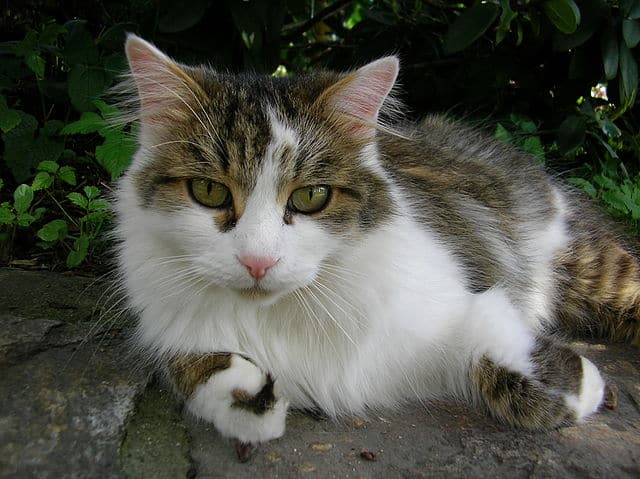 Brown and White Cat