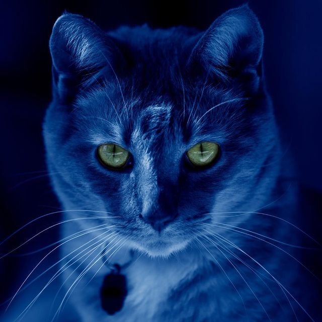 Cat Night Vision