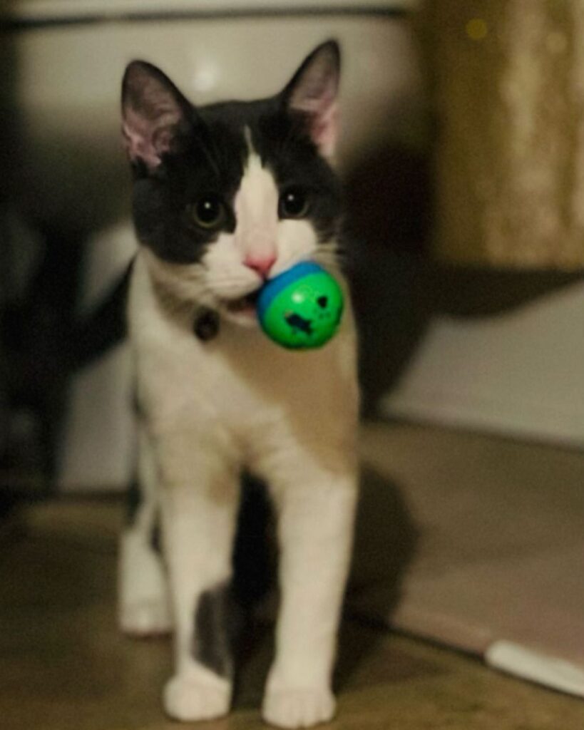 Cat with ball
