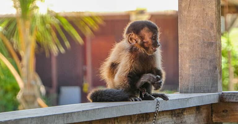 Monkey Names & Meanings Behind Their Origin