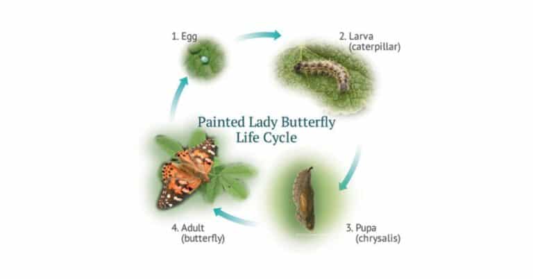 Caterpillar Life Cycle – Common Habits & Stages of Development