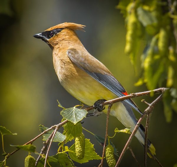 Cedar Waxwing Learn About Nature