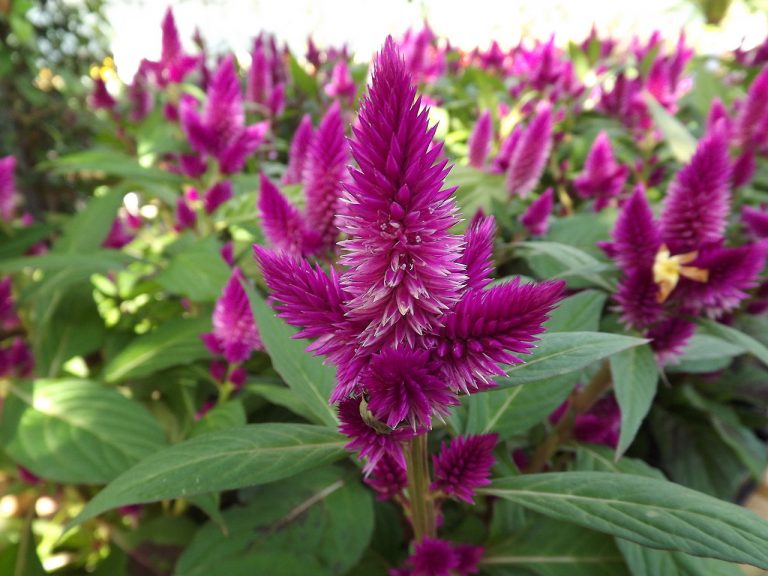 Celosia – Derived from the Greek Word “Kelos” Meaning “Burned”