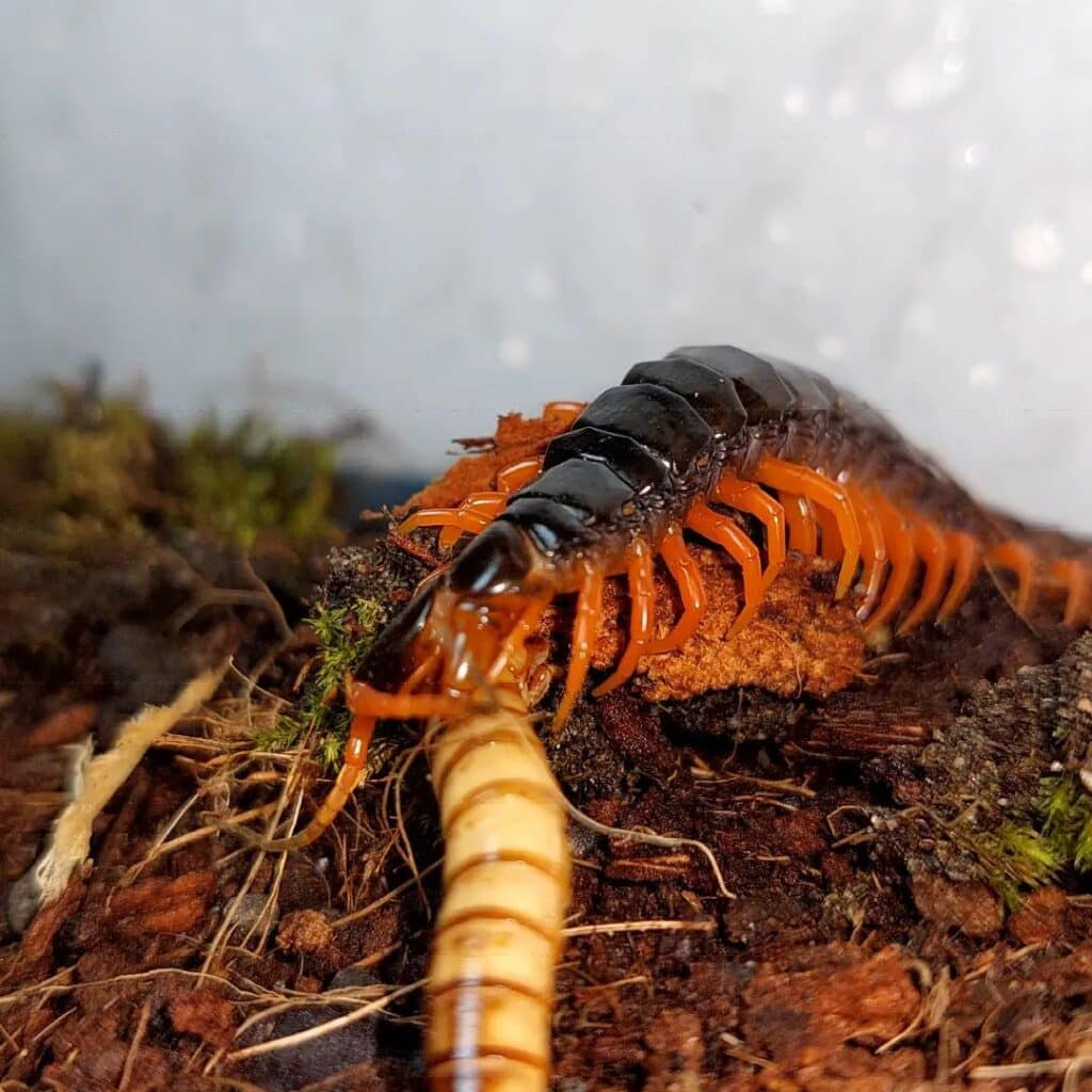 Centipede 1