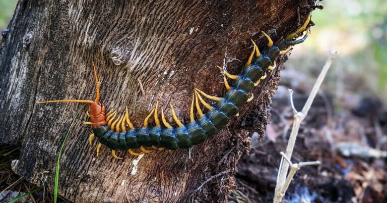 Centipedes: Facts, Venom, Diet, Habitat