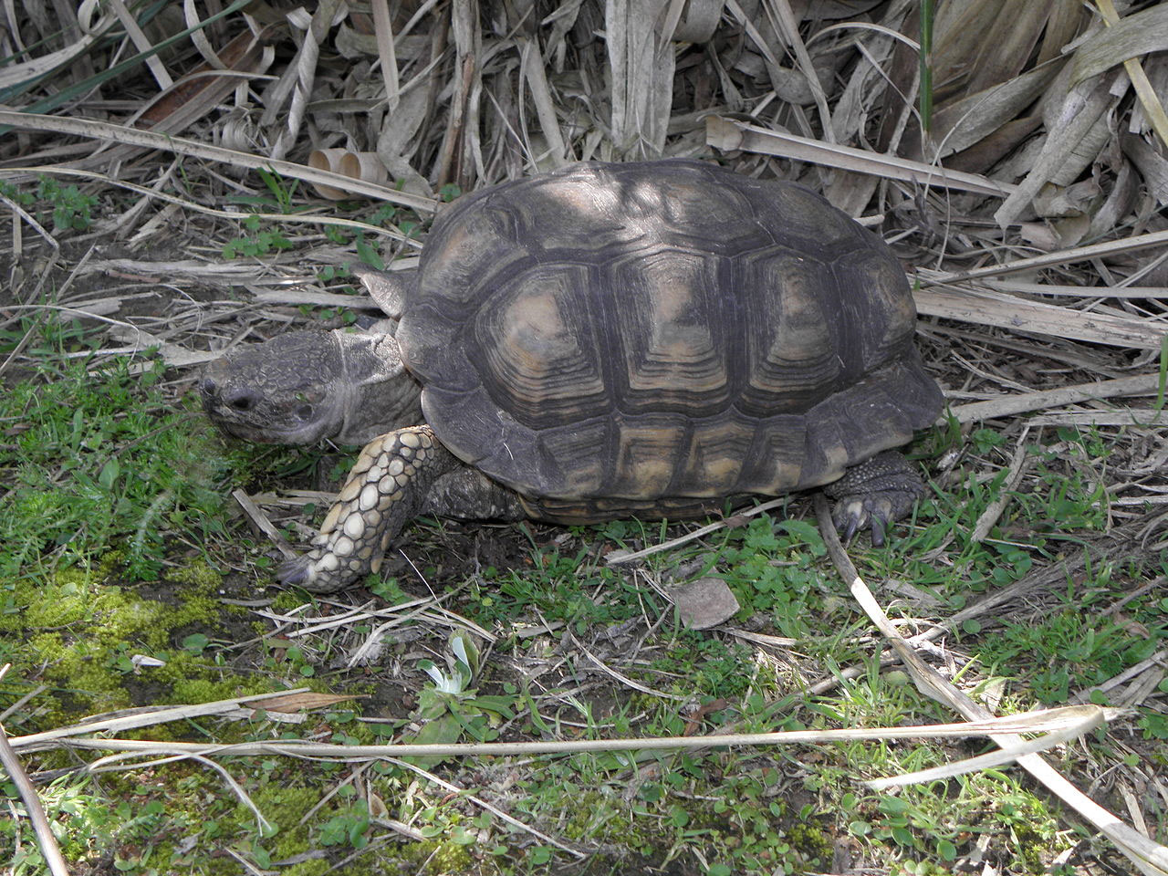 Chaco Tortoise