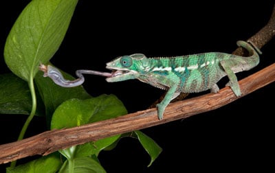 Chameleon Catches Cricket