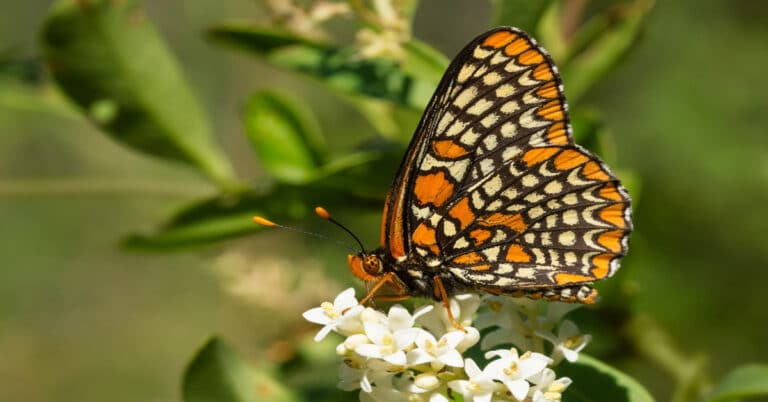 Checkerspot Butterfly