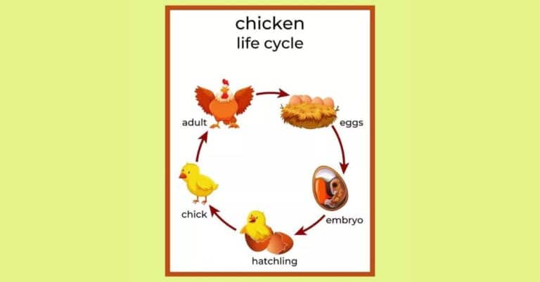Chicken Life Cycle – Development From Egg to Adulthood