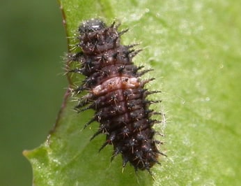 Chilocorus bipustulatus larva
