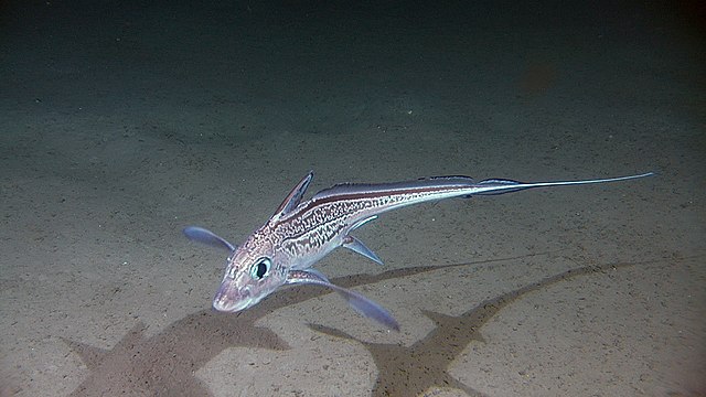 Chimaera fish