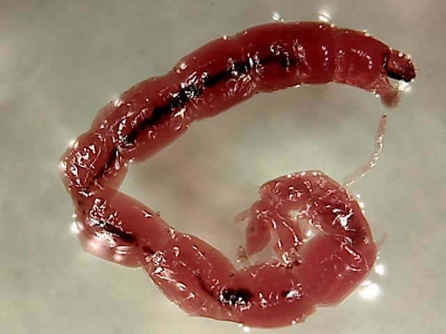 Blood Worms - Essential Nutrition Facts for Aquarists - Learn About Nature