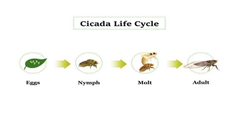 Cicada Life Cycle – Peculiar & Fascinating