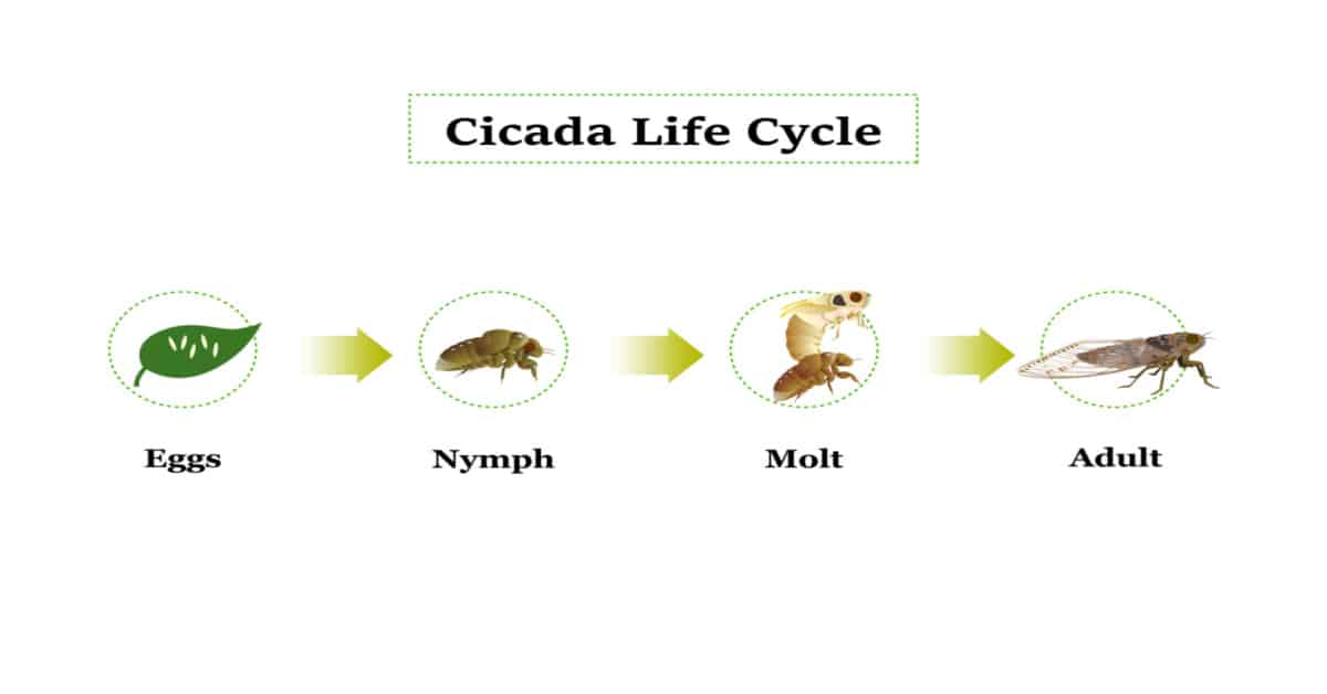 Cicada Life Cycle