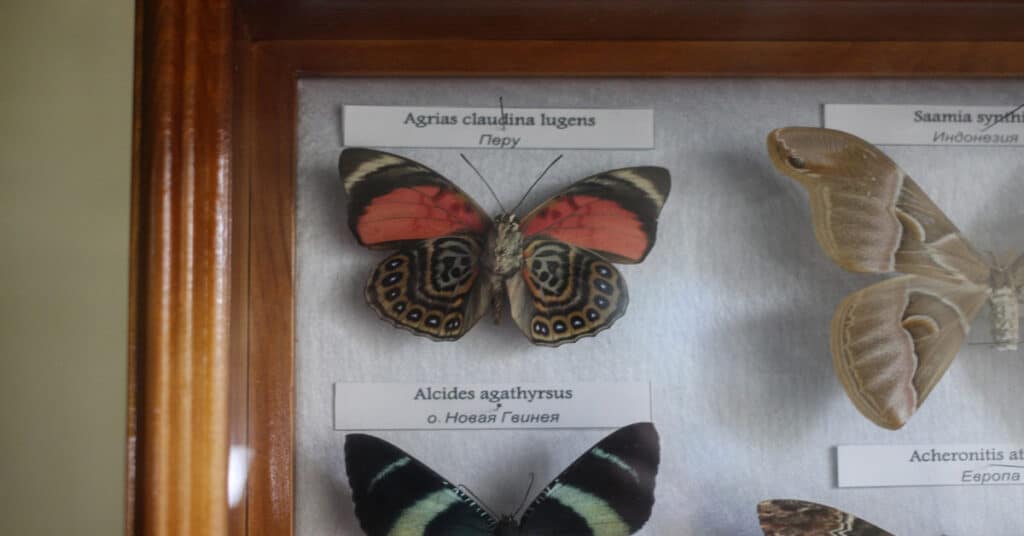 Claudina Butterfly