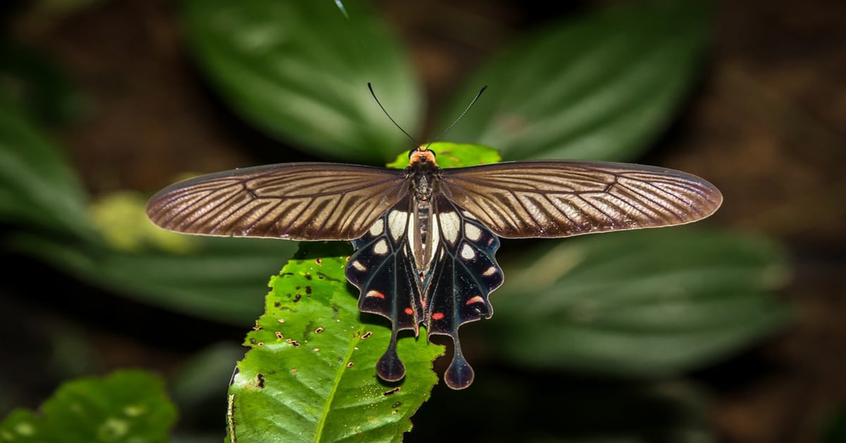 Clubtail Butterfly