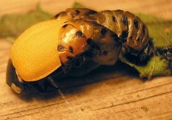 Seven-spotted Ladybug emerging from its pupae