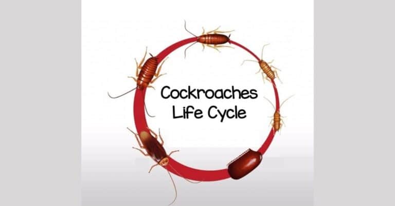 Cockroach Life Cycle – Metamorphosis of Intriguing Insects
