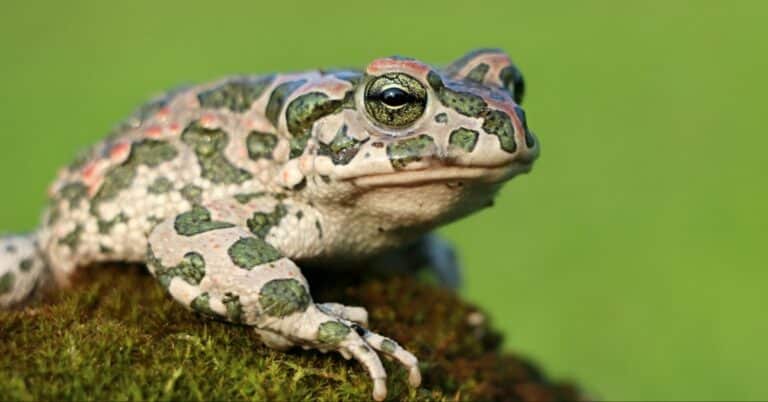 23 Types of Toads From Around The World
