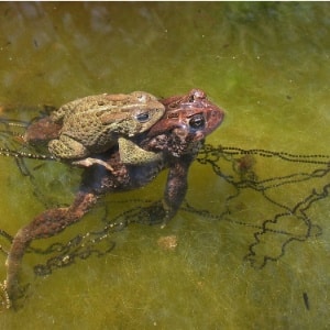 Two Toads in Water