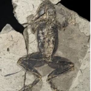 Toad Fossil