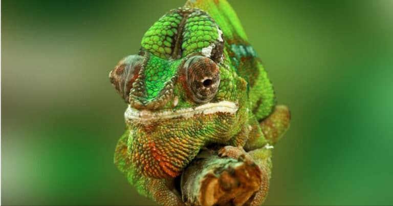 22 Types of Chameleons Found Around The World