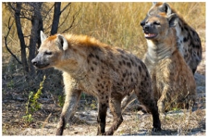 Spotted Hyena 1