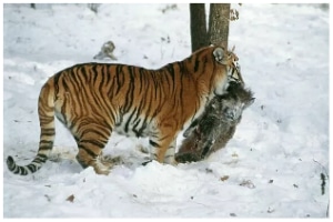 Siberian Tiger 1