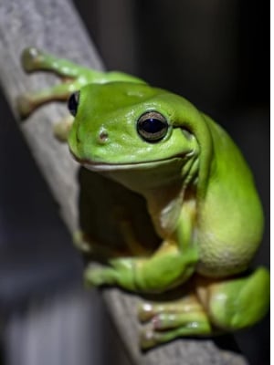 frog in tree