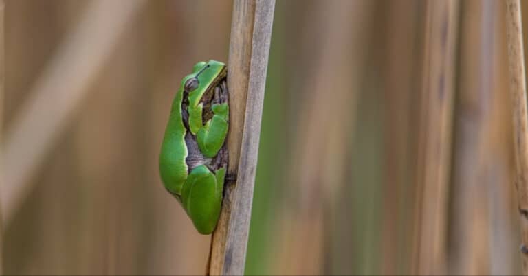 Types of Florida Tree Frogs