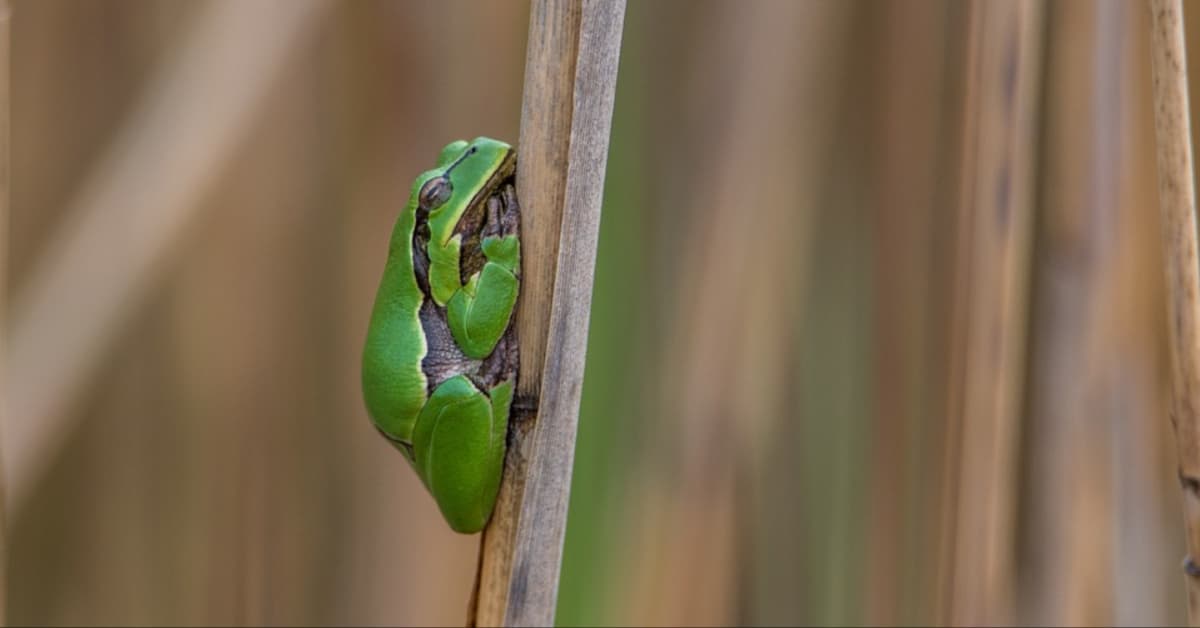 florida tree frogs