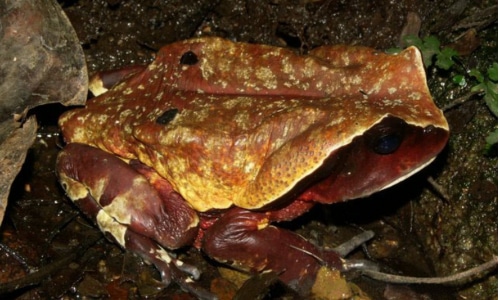 African Giant Toad