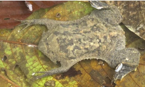Surinam Toad