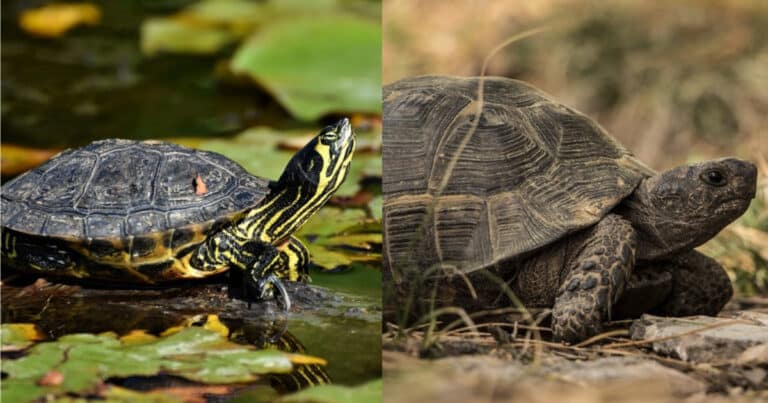 Difference Between Turtles and Tortoises?