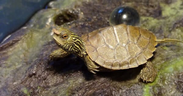 smallest aquatic turtles