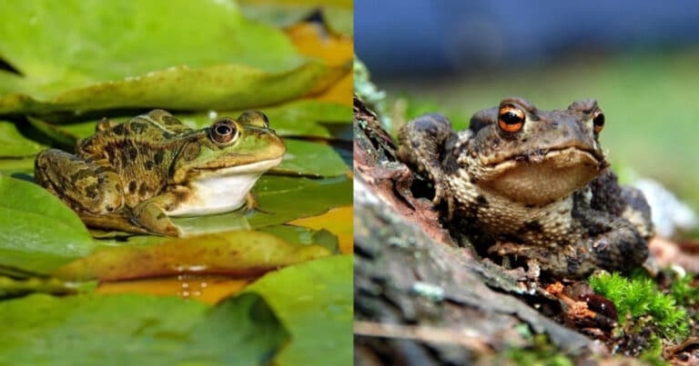 Difference Between Frogs and Toads?