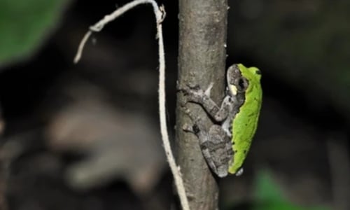 Bird-Voiced Tree Frog