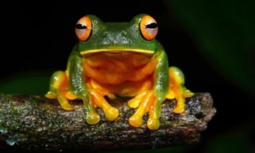 Orange-Eyed Tree Frog