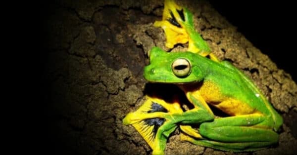 types of tree frog