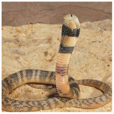 Caspian Cobra