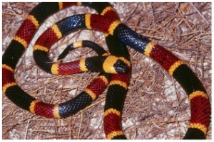 Venomous Snake 3