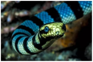 Belcher's Sea Snake 1