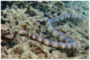 Dubois' Sea Snake 1