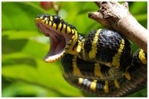 Venomous Snake 2