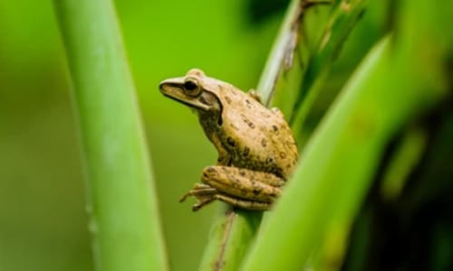 Spring Peeper Tree Frog