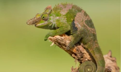 Fischer's Chameleon