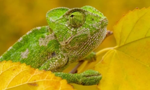 Common Chameleon