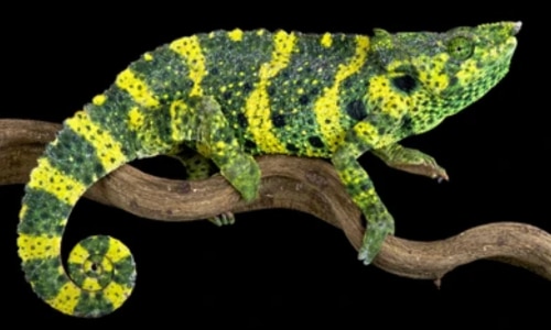 Meller's Chameleon