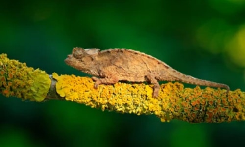 Brookesia Chameleon
